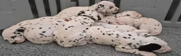 Dalmatian dogs for sale: SUPERB KC REGISTERED DALMATIANS - Advert 3