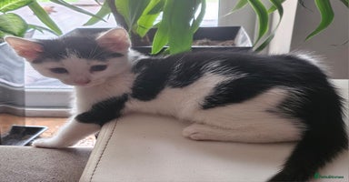 Mixed Breed cats - Advert 12