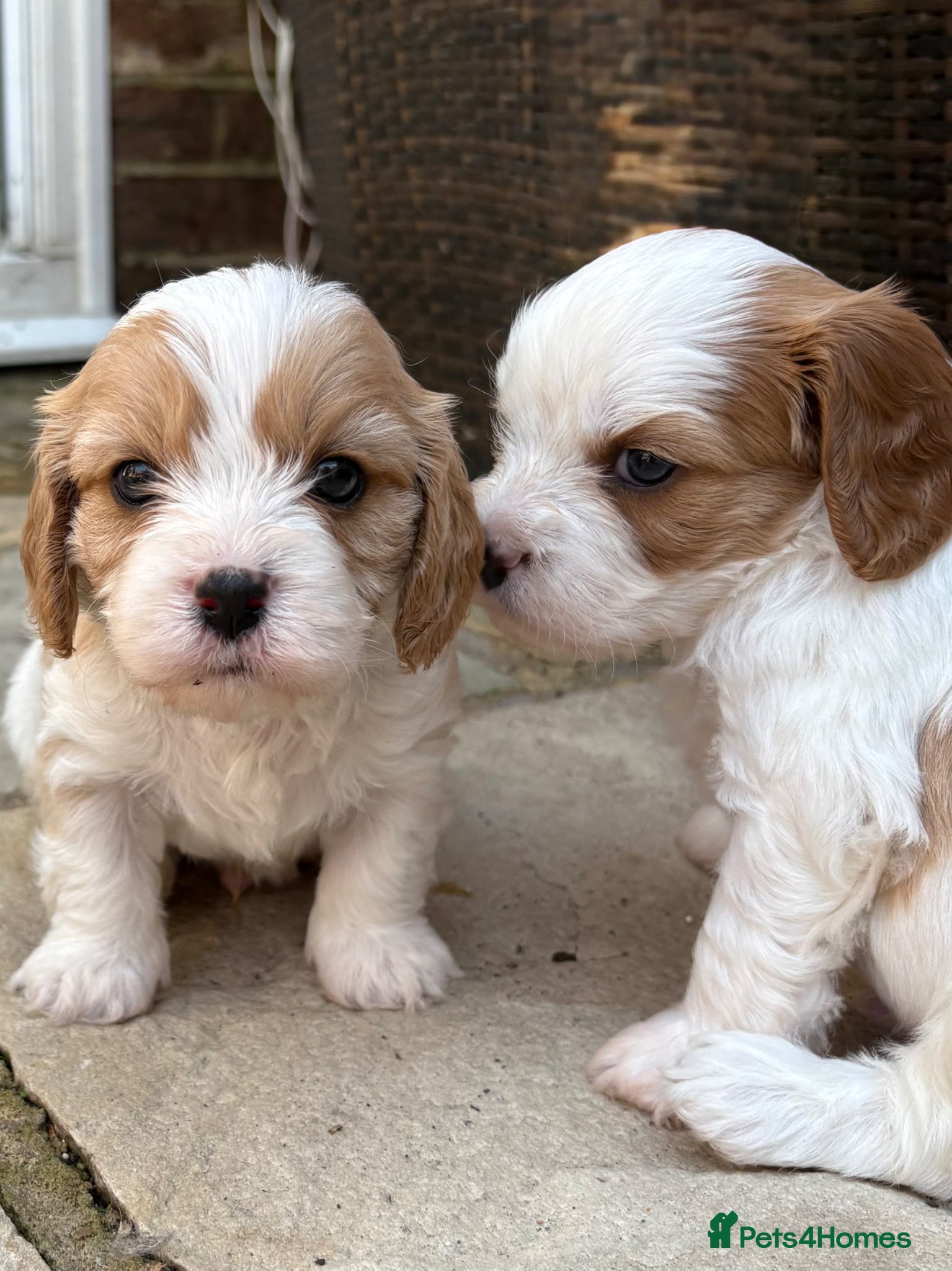 Cavapoochon dogs for sale: Beautiful Cavapoochon puppies - Advert 1