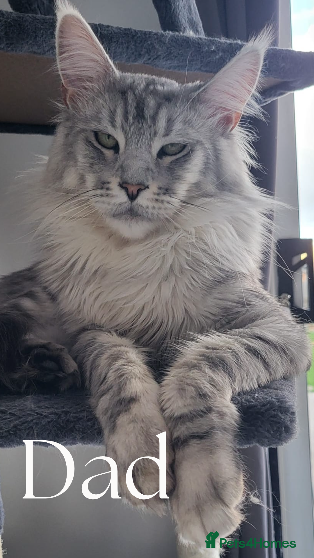 Maine Coon cats for sale: Pure brew fluffy mainecoon kittens  - Image 9