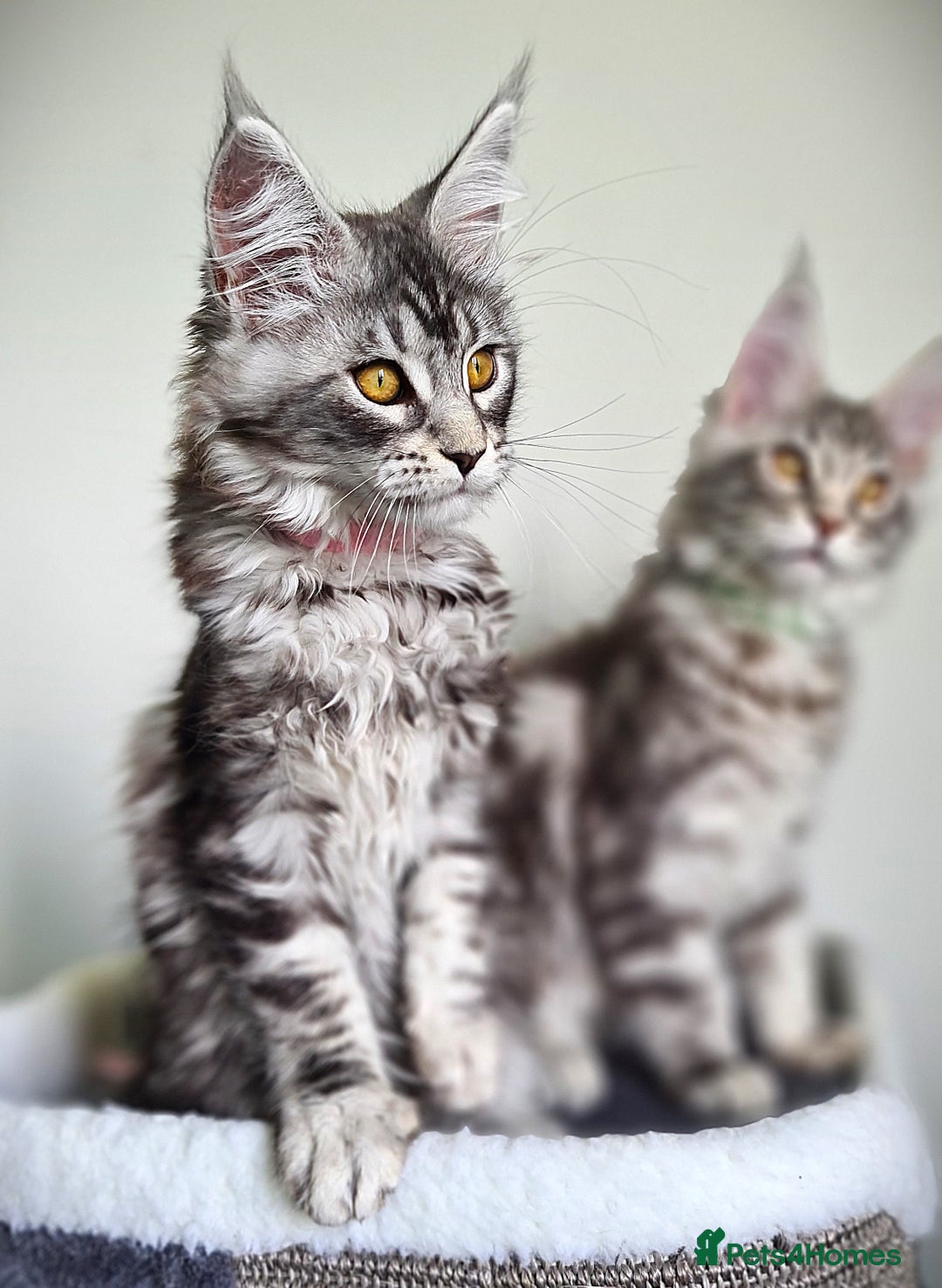 Maine Coon cats for sale: STUNNING XL PEDIGREE MAINE COON KITTENS  - Image 8
