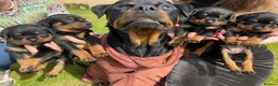 Rottweiler dogs for sale: GERMANY ROTTWEILER  in Southampton - Advert 9