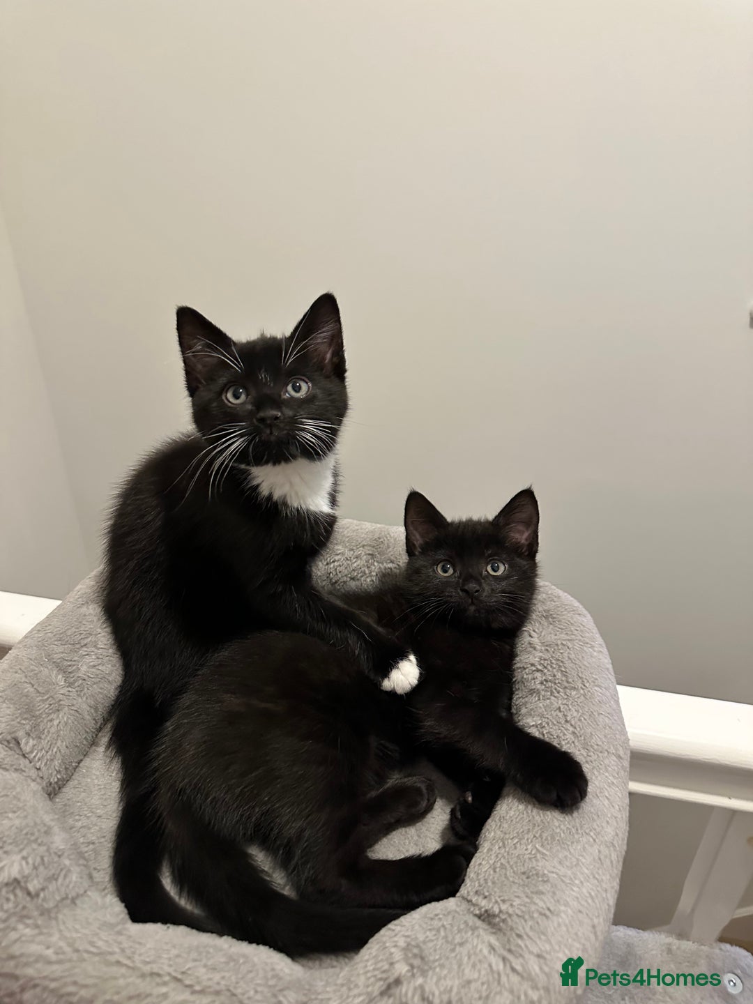 Mixed Breed cats for sale: 2 half tabby male kittens  - Advert 2