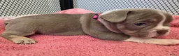 French Bulldog dogs for sale: Open for offer  French Bulldog with papers - Advert 15