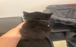 Maine Coon cats for sale: 3 male Maine coon cross kittens - Image 10