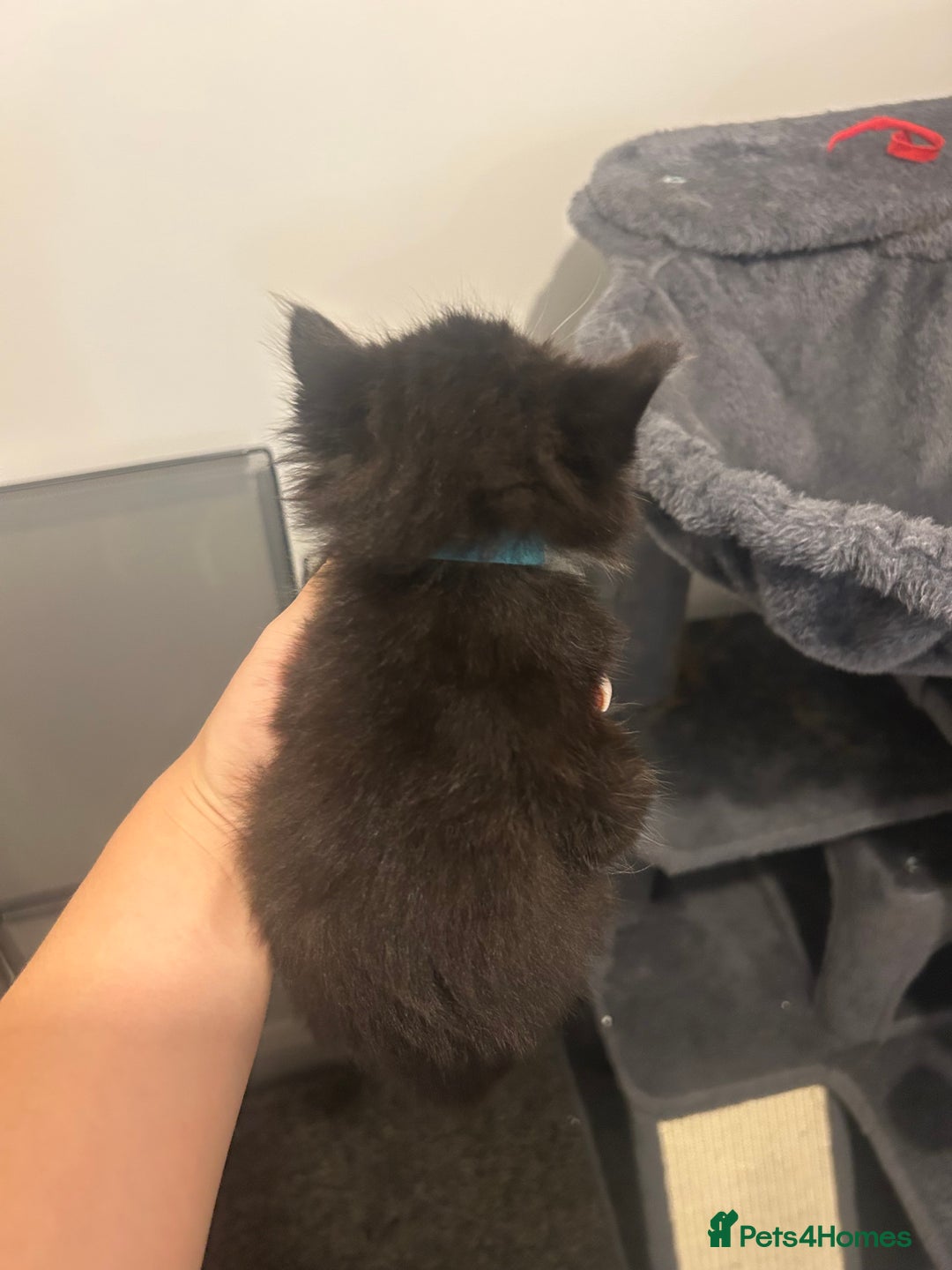 Maine Coon cats for sale: 3 male Maine coon cross kittens - Image 10