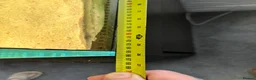 Angelfish fish for sale: Aquarium full set  - Advert 7