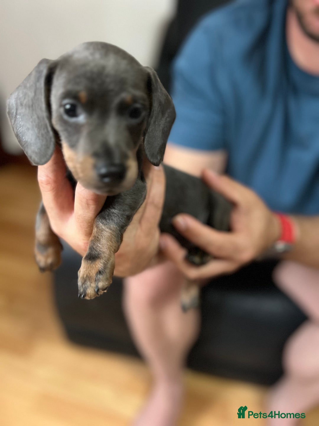 Dachshund dogs for sale: 4 Beautiful miniture dachshunds  - Image 12