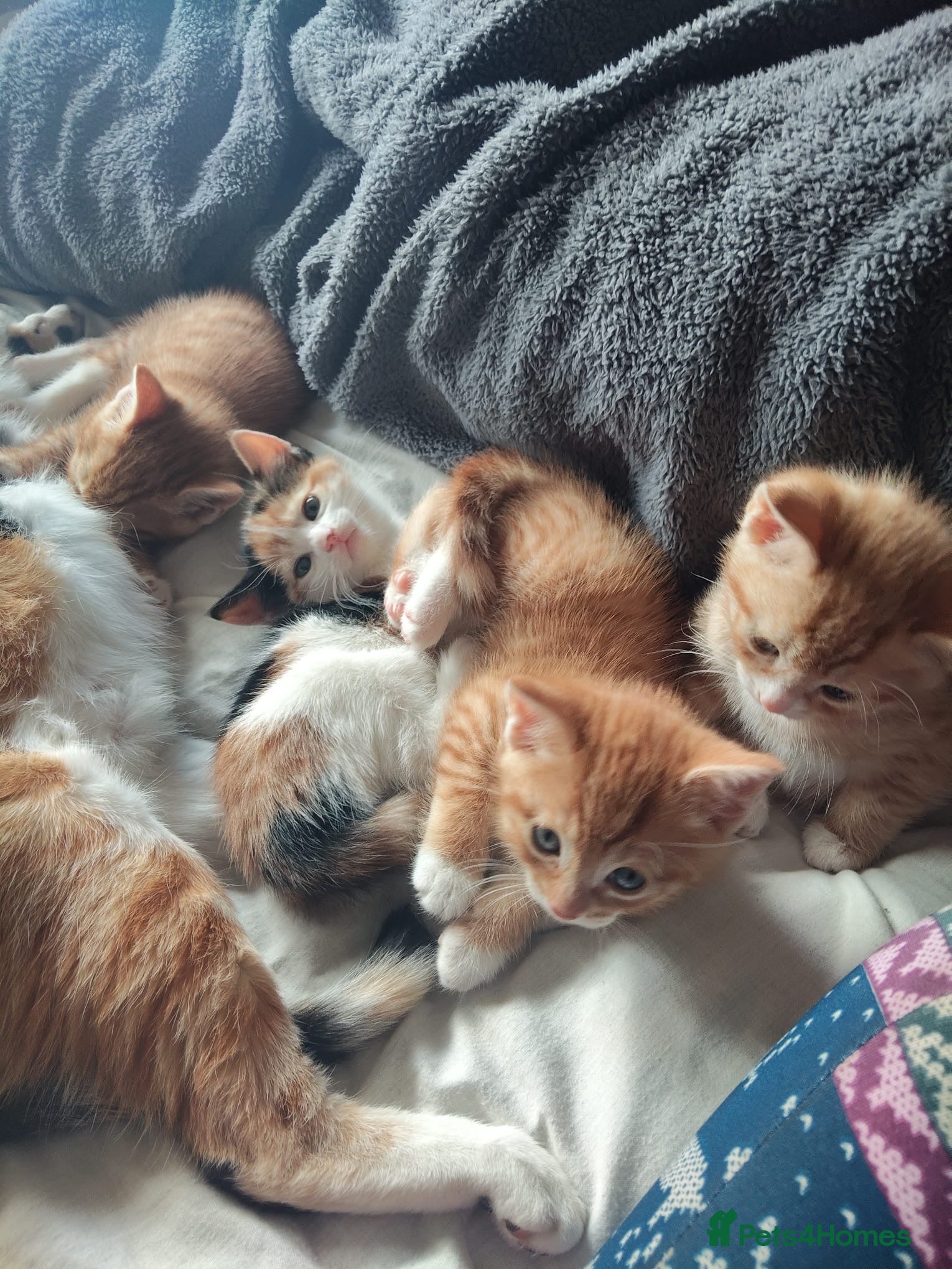 Mixed Breed cats Litter of 4 kittens  - Advert 1