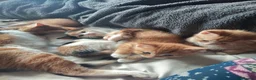 Mixed Breed cats for sale: Litter of 4 kittens  - Advert 1