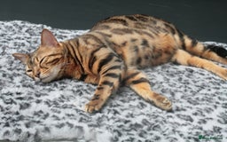 Bengal cats for sale: ⭐️TICA Triple Grand Champion⭐️ - Image 16