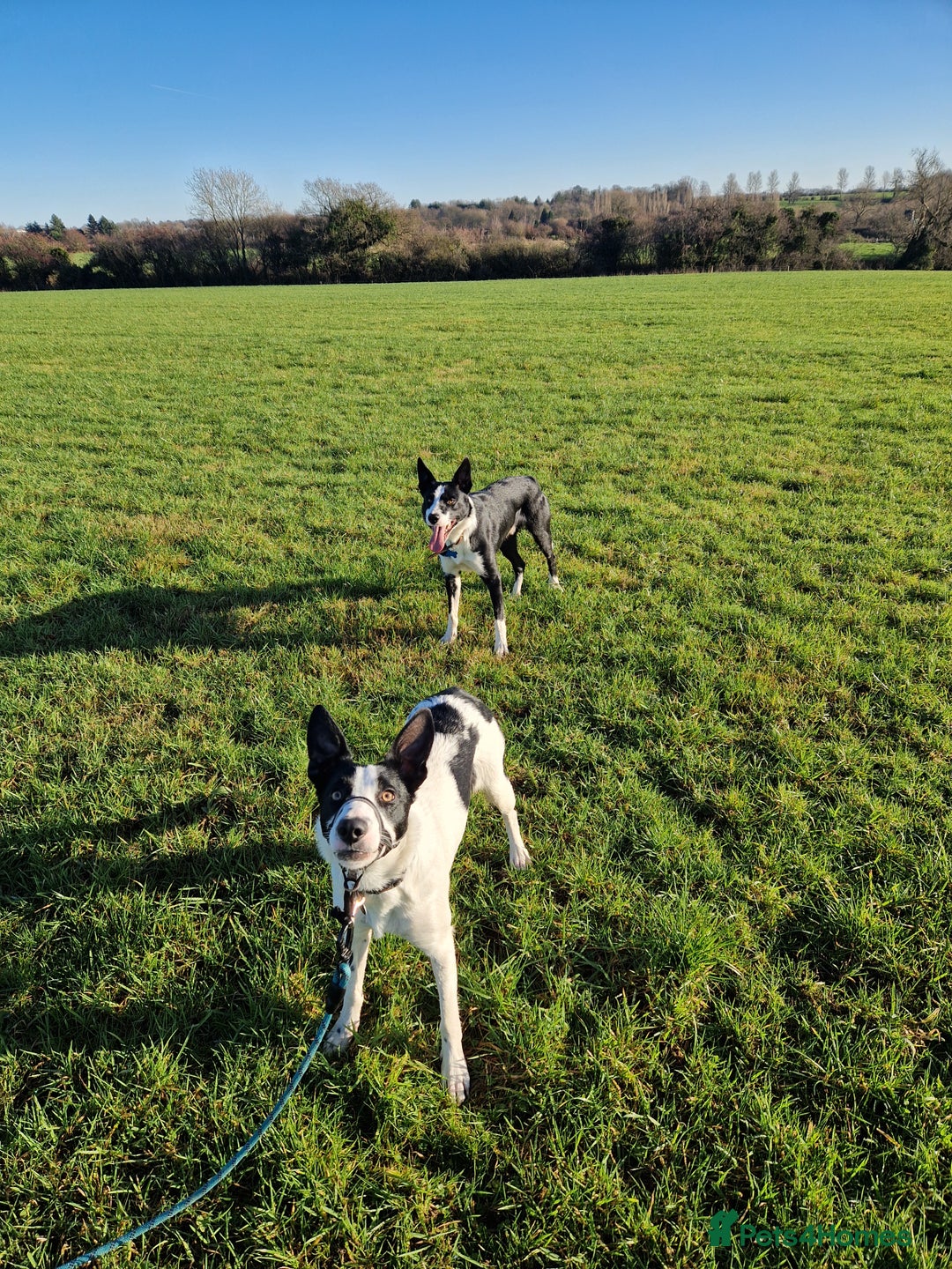 Border Collie dogs for sale: Luna aka Looney! - Advert 6