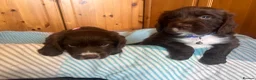 Cocker Spaniel dogs for sale: Chocolate cocker spaniel - Advert 3