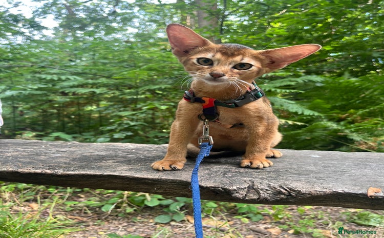 Abyssinian cats in Northwood - Advert 1