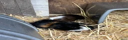 Guinea Pig rodents for sale: Guinea pigs in Ipswich - Advert 9