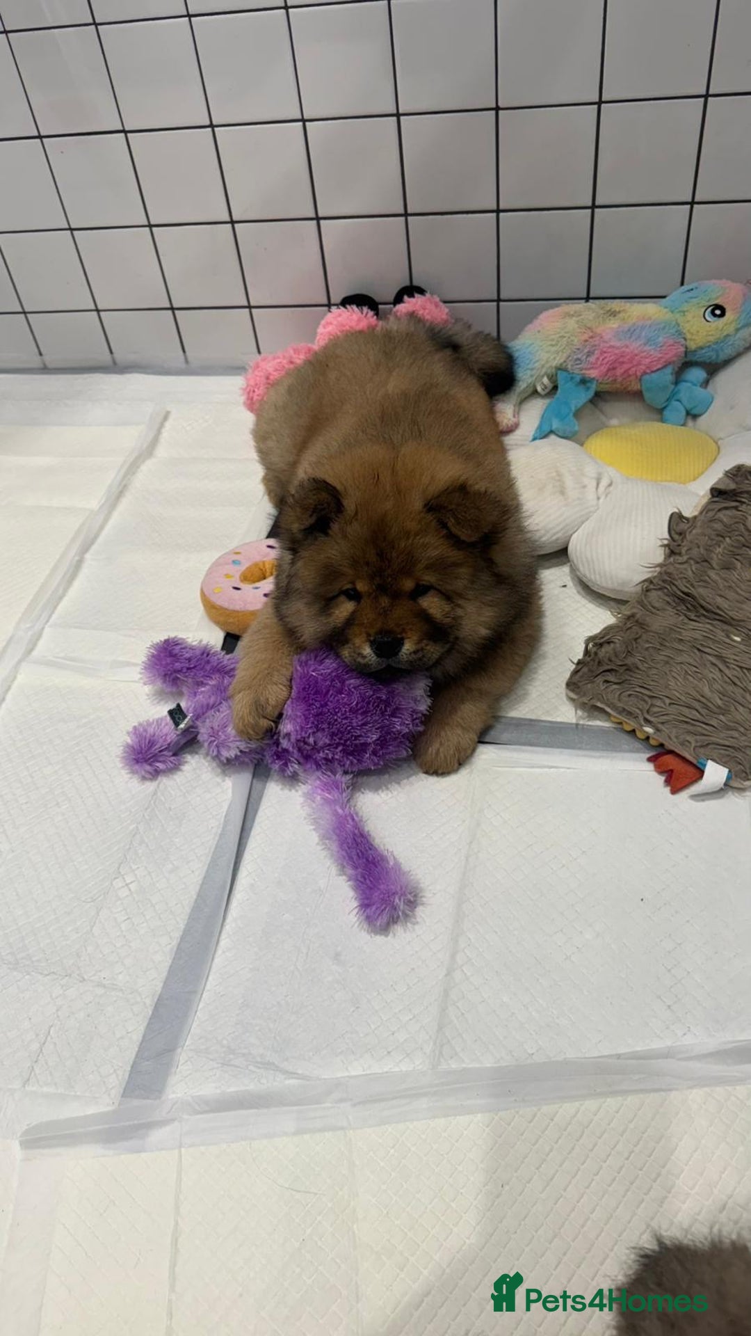 Chow Chow dogs for sale: Chow Puppies looking for new home - Image 22