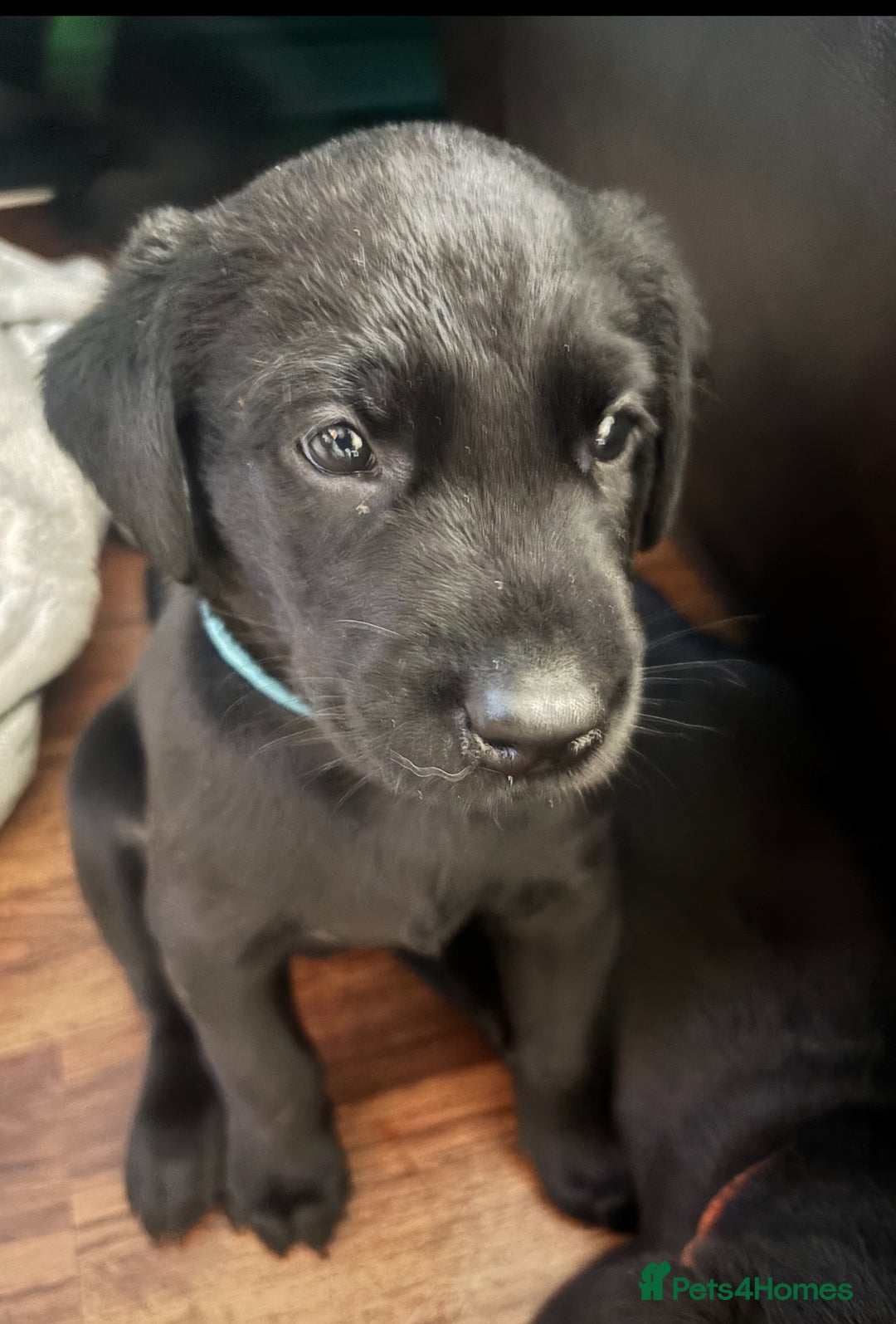 Labrador Retriever dogs for sale: Working Labradors  - Image 4