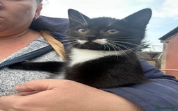 Mixed Breed cats for sale: Beautiful male kitten - Image 5