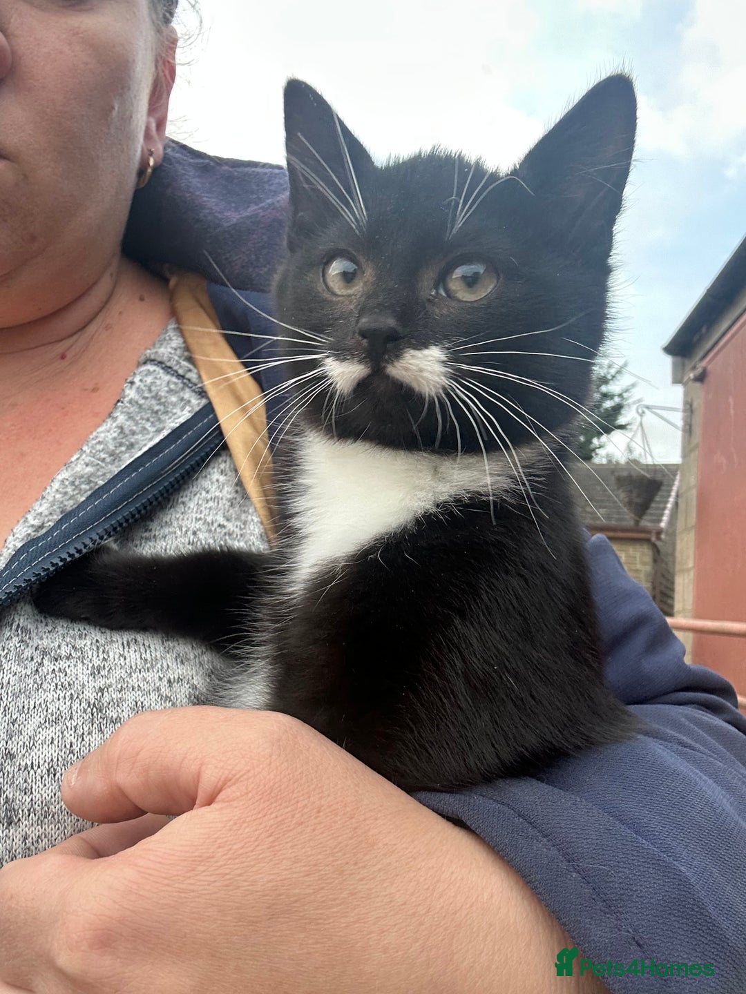 Mixed Breed cats for sale: Beautiful male kitten - Image 5