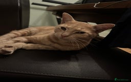 Mixed Breed cats for sale: Orange cat  for adoption and forever home - Image 8
