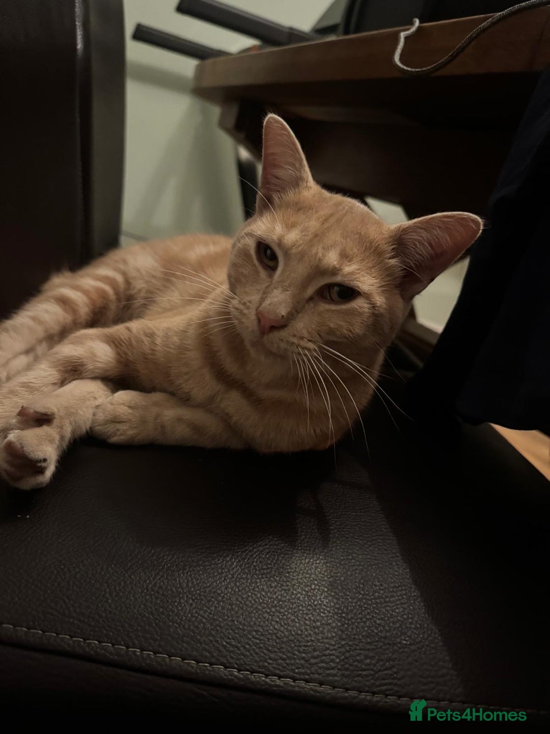 Mixed Breed cats for sale: Orange cat  for adoption and forever home - Image 8