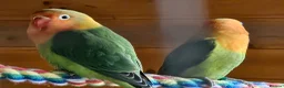 Lovebirds birds for sale: 10 week old lovebirds  - Advert 3