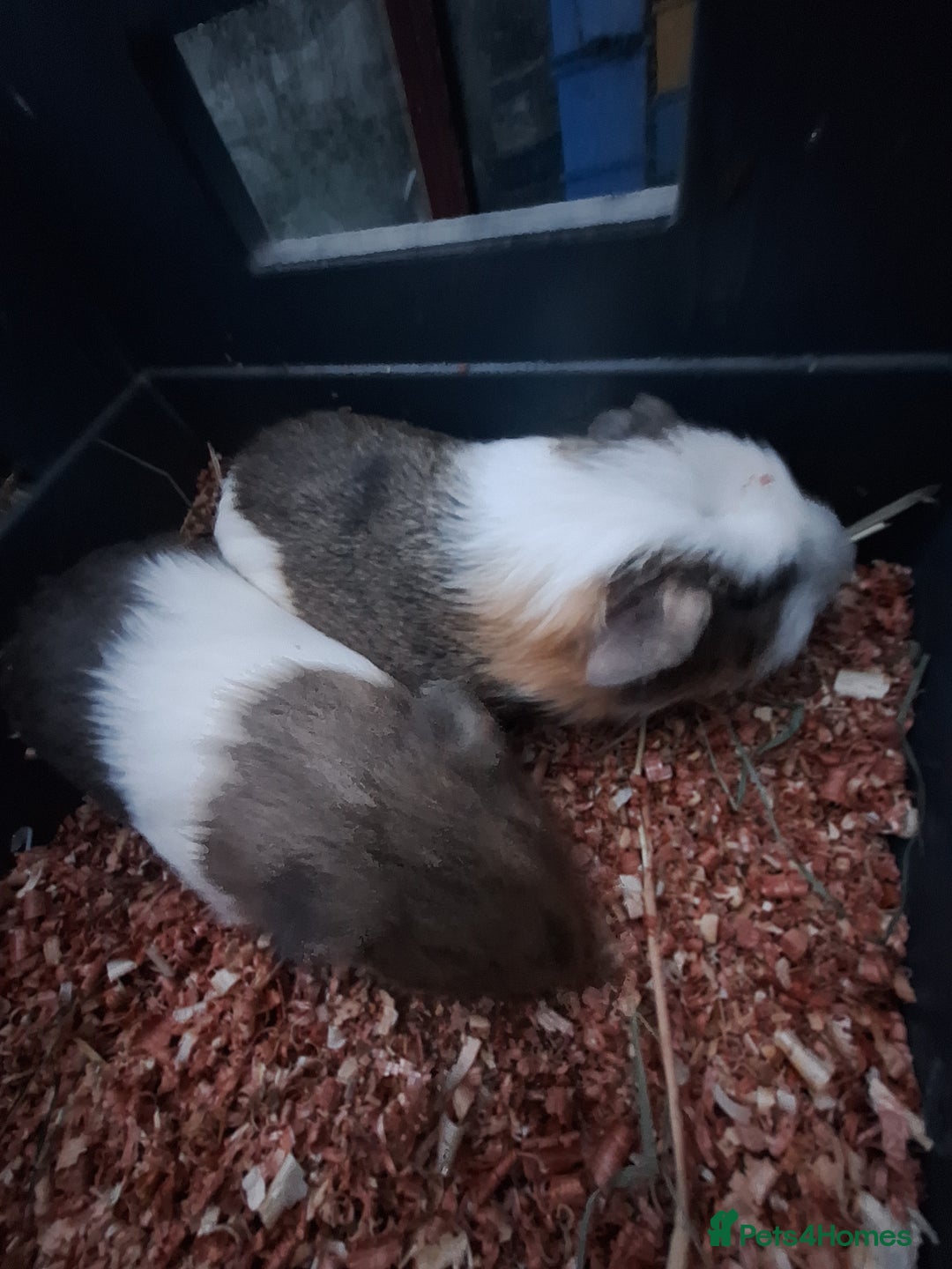 Guinea Pig rodents for sale: 4 Baby male guinea pigs for sale £40 a pair  - Advert 6