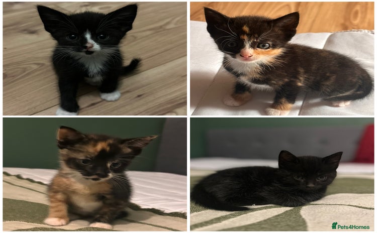 Domestic Shorthair cats - Advert 4