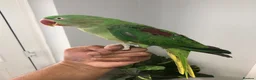 Parrots birds for sale: Beautiful hand tamed parrots for sale  - Advert 5