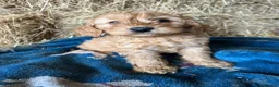 Cockapoo dogs for sale: Beautiful cockapoo puppies - Advert 9