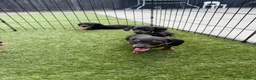Dachshund dogs for sale: Dachshund  - Advert 10