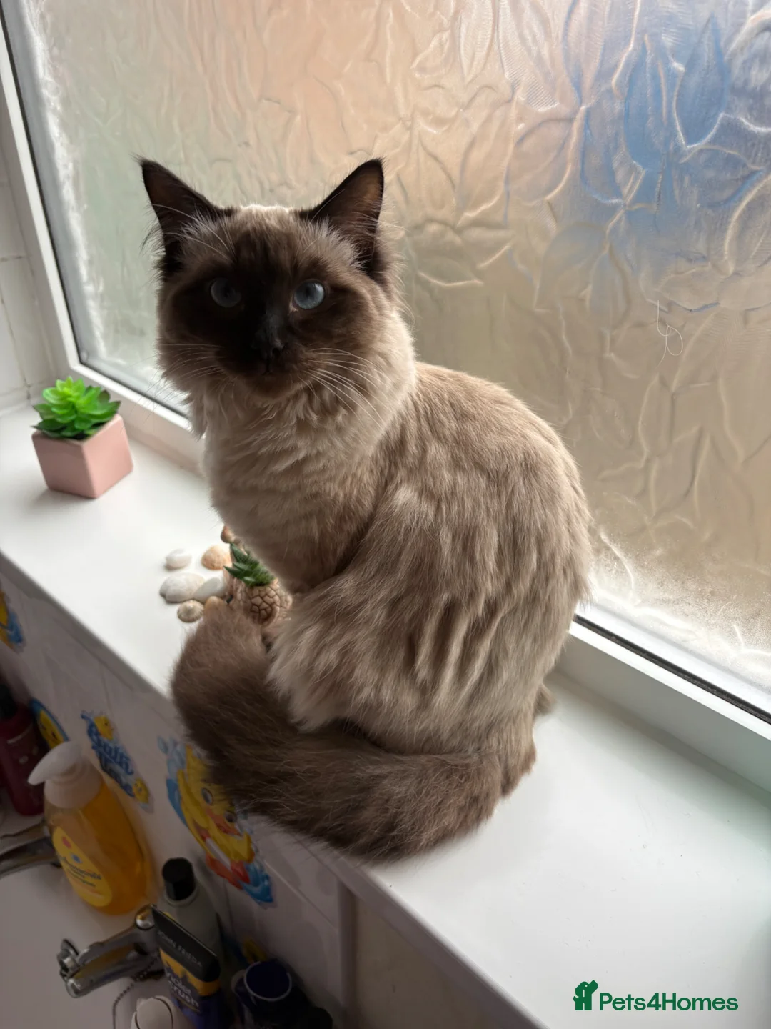 Ragdoll cats for sale: Ragdoll  - Advert 2