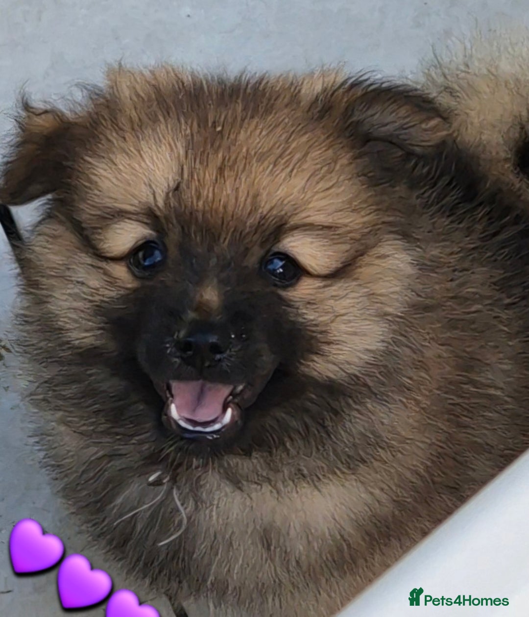 Pomsky dogs for sale: REDUCED PRICE: Cute Pomsky F1b puppies for sale  - Image 8