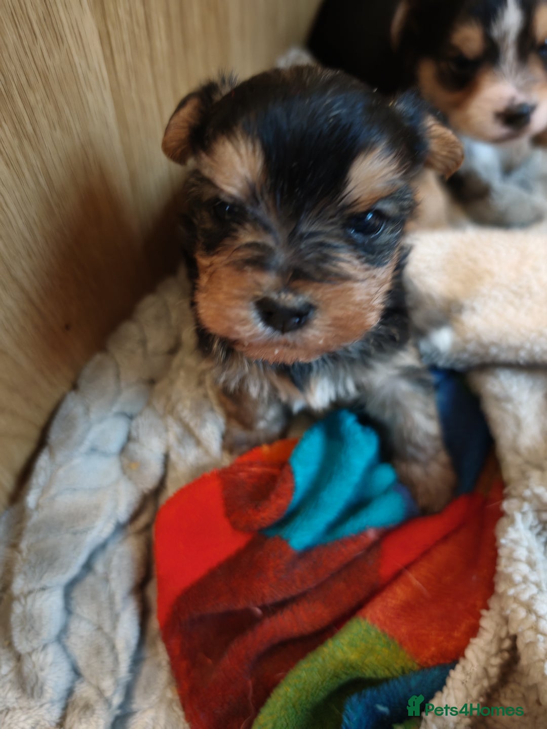 Yorkshire Terrier dogs for sale: Yorkshire Terriers pups - Advert 4