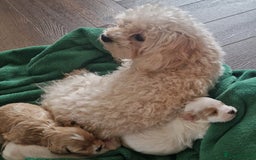 Maltipoo dogs for sale: Minnies maltipoos  - Image 1