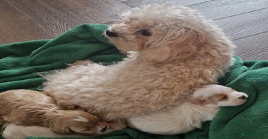 Maltipoo dogs - Advert 11