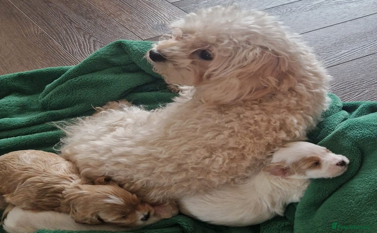 Maltipoo dogs - Advert 1