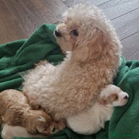 Maltipoo dogs - Advert 14