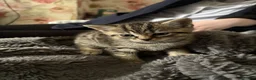 Mixed Breed cats for sale: Bengal cross kittens  - Advert 13