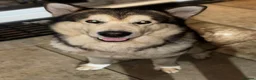 Utonagan dogs for sale: Husky x Malamute puppies - Advert 3