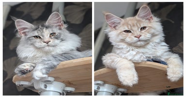 Maine Coon cats Tica registered Maine coon kittens - Advert 3