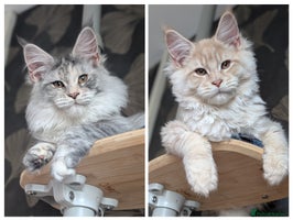 Maine Coon cats Tica registered Maine coon kittens - Advert 3