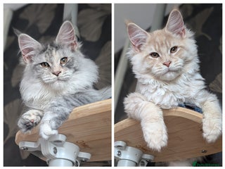 Maine Coon cats Tica registered Maine coon kittens - Advert 6