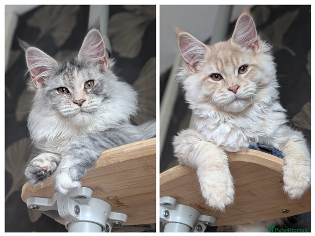 Maine Coon cats Tica registered Maine coon kittens - Advert 4