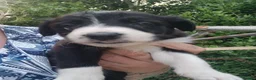 Border Collie dogs for sale: Beautiful collie pupa in Ilkley - Advert 7