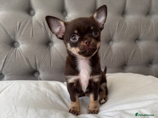 Chihuahua dogs READY TO LEAVE 🤎 LAST Chocolate Puppy 🐻🤎 - Advert 5