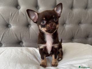 Chihuahua dogs READY TO LEAVE 🤎 LAST Chocolate Puppy 🐻🤎 - Advert 1