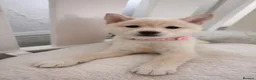 Japanese Shiba Inu dogs for sale: Japanese Shiba Inu Puppies - Advert 3