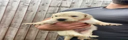Golden Retriever dogs for sale: 🤍Cream / Platinum Golden Retriever Pups 🤍 - Advert 2