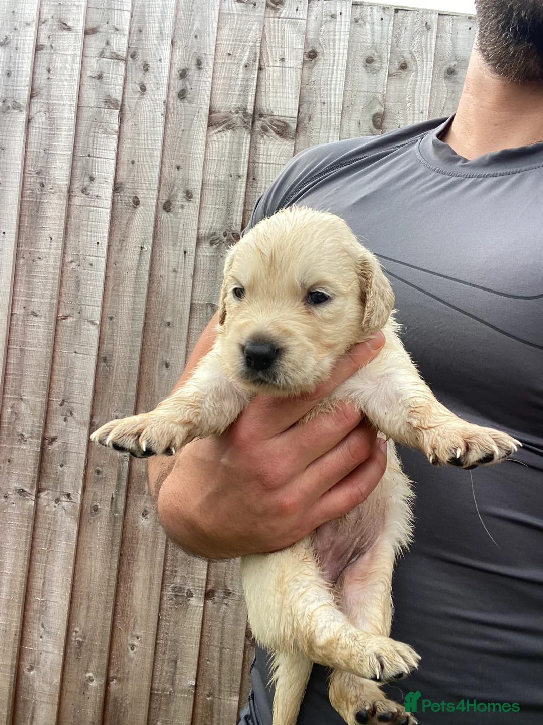 Golden Retriever dogs for sale: 🤍Cream / Platinum Golden Retriever Pups 🤍 - Advert 2